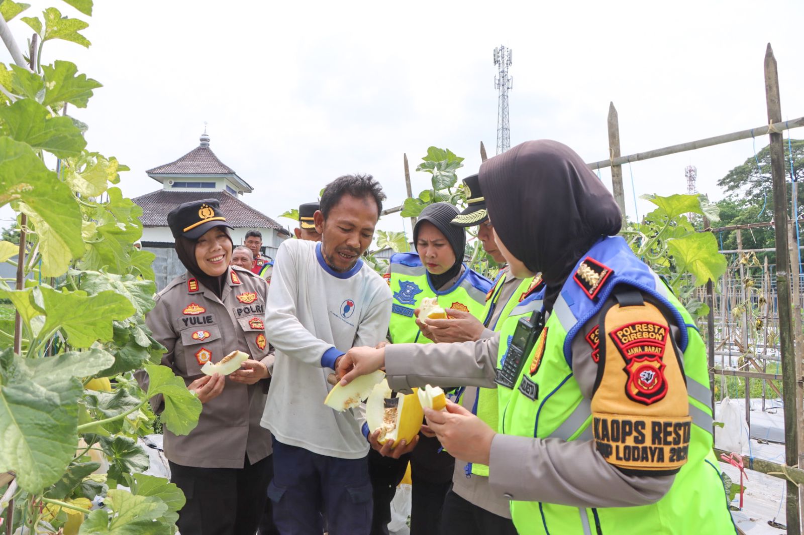 Kapolresta Cirebon Kunjungi Kebun Melon Milik Pak Herman