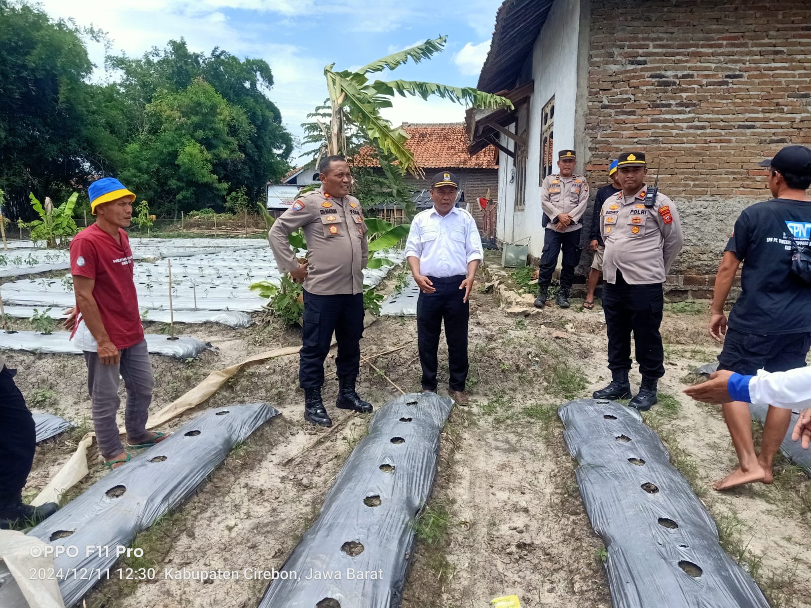 Dukung Swasembada pangan Gapoktan Desa Slangit dan PPL Dinas Pertanian Kabupaten Cirebon Gelar Demplot Cabe Merah, dan Padi hemat air.