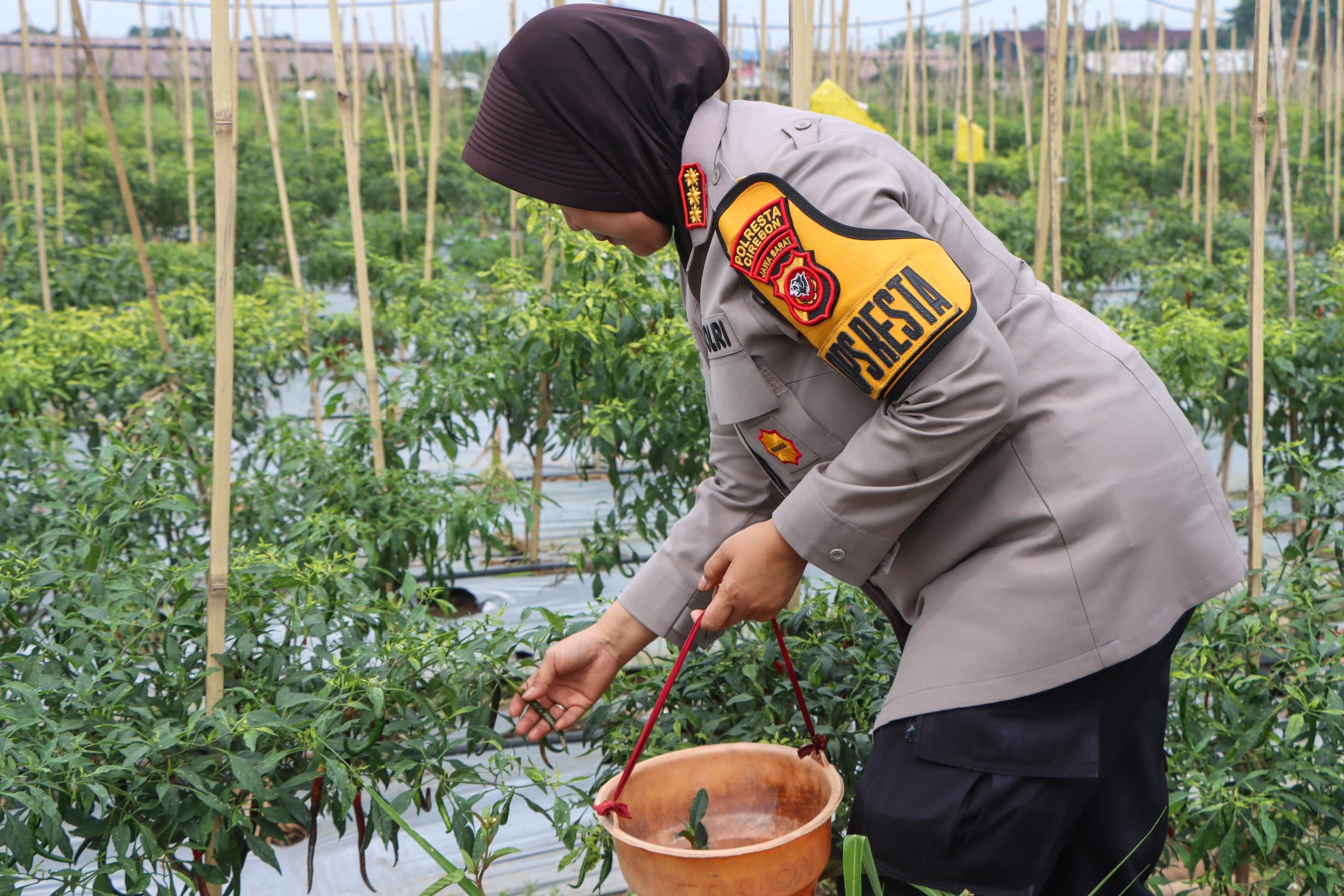 Kapolresta Cirebon Panen Cabai dan Pengecekan Lahan Program Ketahanan Pangan