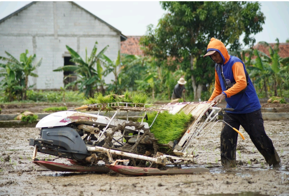 Bupati Nina Agustina Sinergikan Program Pertanian, Irigasi Padi Hemat Air Terus Dikembangkan di Indramayu