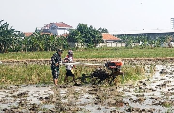 Pendampingan Babinsa Kepada Poktan dalam Proses Pengolahan Lahan untuk Masa Tanam Kedua Tahun Ini