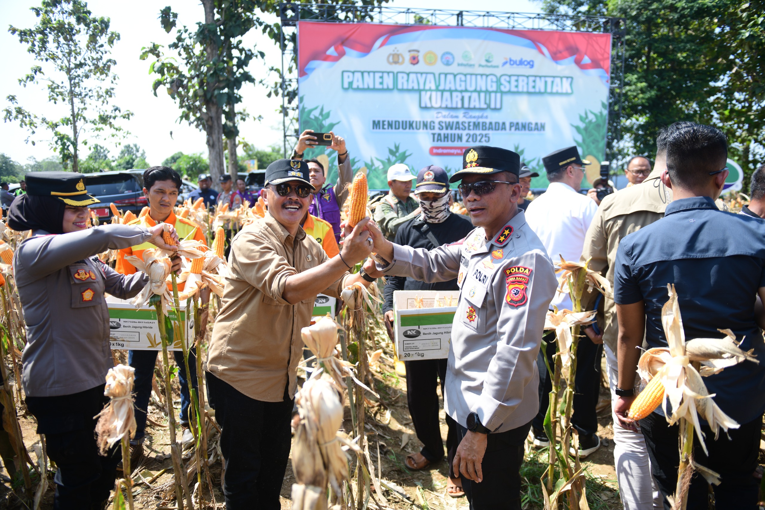 Panen Raya Jagung, Langkah Nyata Indramayu Menuju Swasembada Pangan